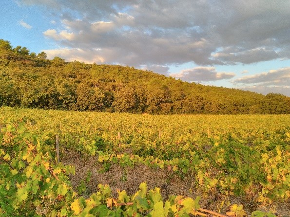 Domaine de Trians - Cuvée Les Mélicots