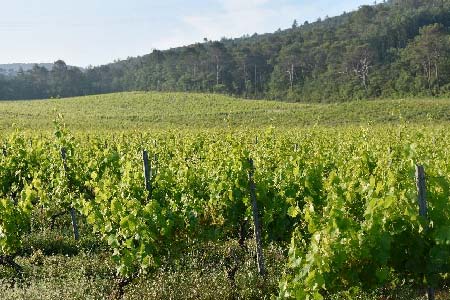 Domaine de Trians - Notre vin biologique