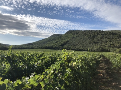 Vignoble de Trians dominé par le St Clément